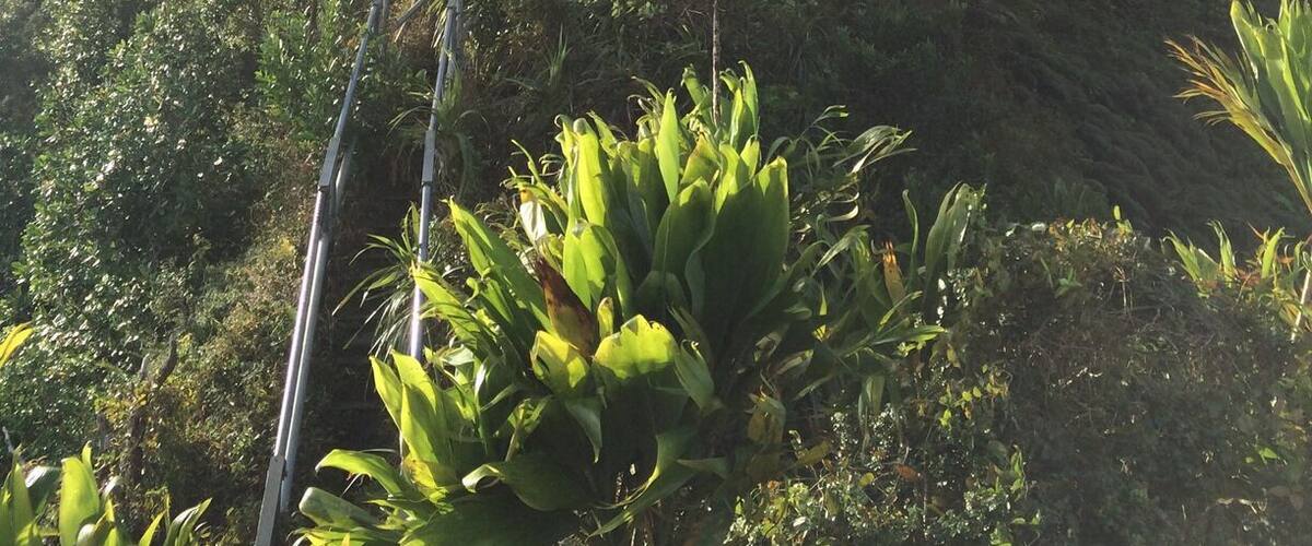 Climbing the Haiku stairs in the beautiful island of Oahu, Hawaii.
.
.
...
#hawaii #oahu#oahulife #honolulu #waikikibeach #waikiki#aloha #alohaspirit #haikustairs #stairwaytoheaven #hike #nature #travel#lovehawaii