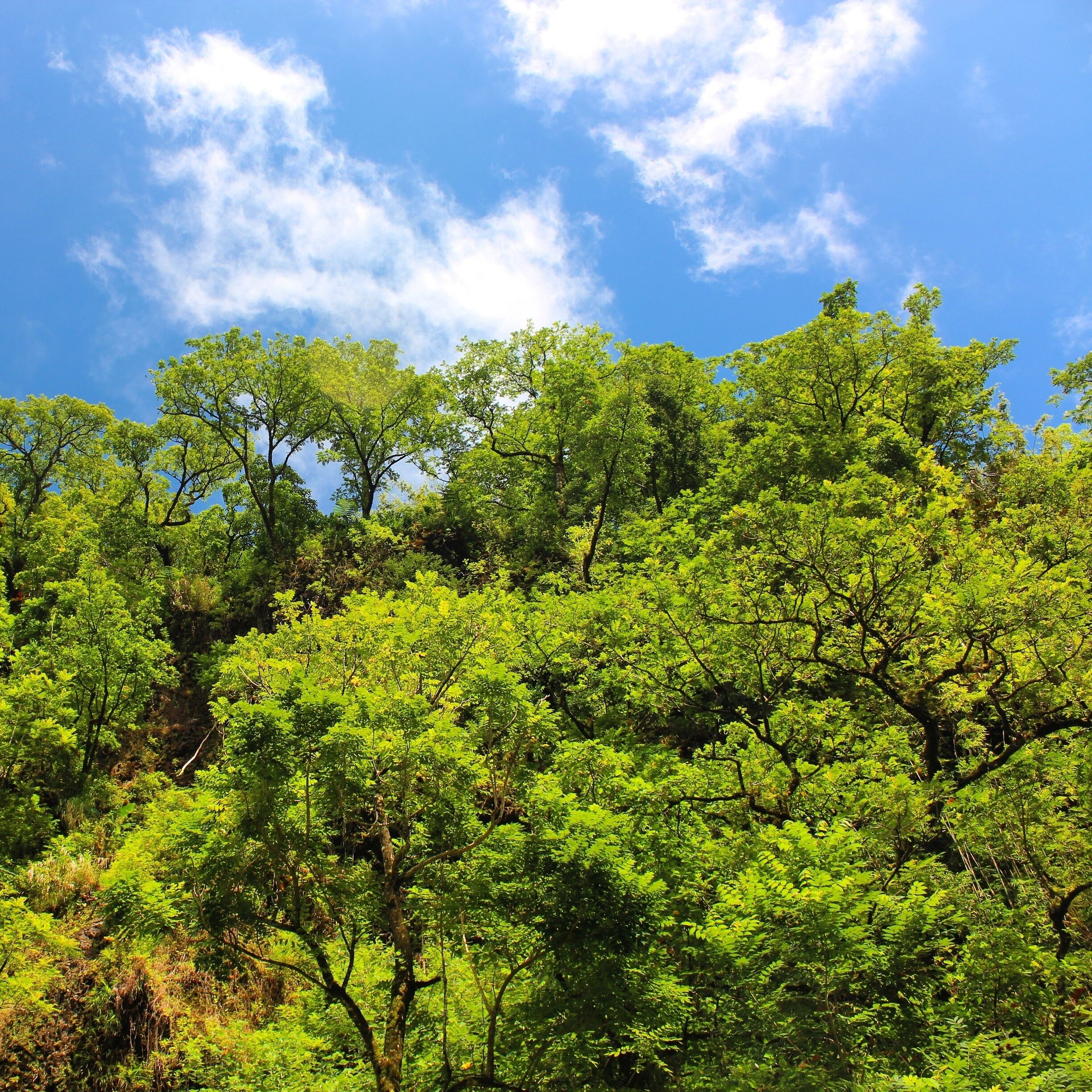 Such lush greens and bright blue skies on a 4WD day trip through the centre of Tahiti. We spotted so many unreal waterfalls and then enjoyed a traditional Polynesian lunch surrounded by the rainforest - magic! #wanderlust 
