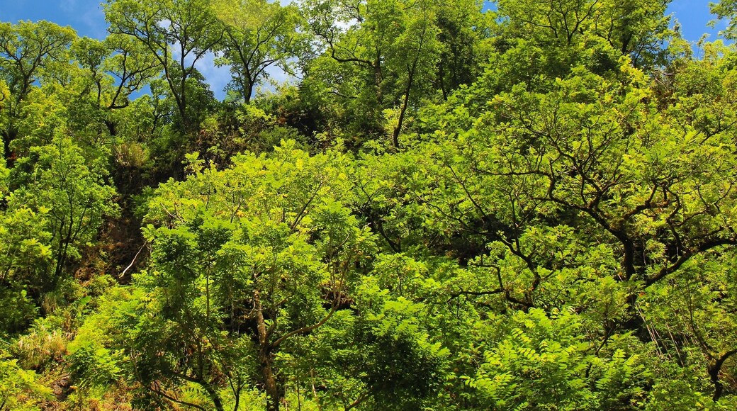 Such lush greens and bright blue skies on a 4WD day trip through the centre of Tahiti. We spotted so many unreal waterfalls and then enjoyed a traditional Polynesian lunch surrounded by the rainforest - magic! #wanderlust