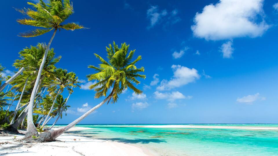 travel, seascape and nature concept - tropical beach with palm trees in french polynesia