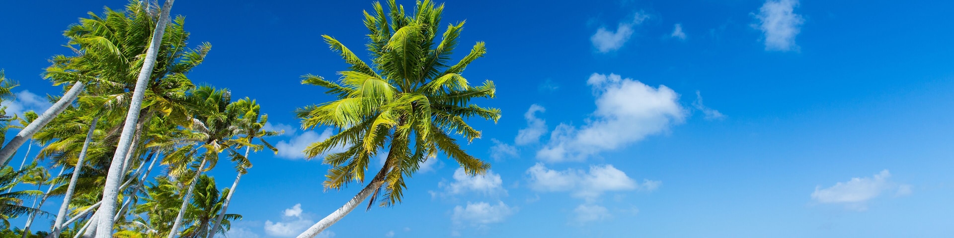 travel, seascape and nature concept - tropical beach with palm trees in french polynesia