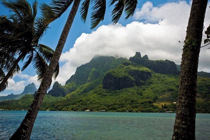 A tropical landscape with palm trees, a clear blue sea, and a mountain with lush greenery.