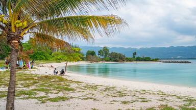 Una playa con una palmera, agua tranquila y montañas a lo lejos.