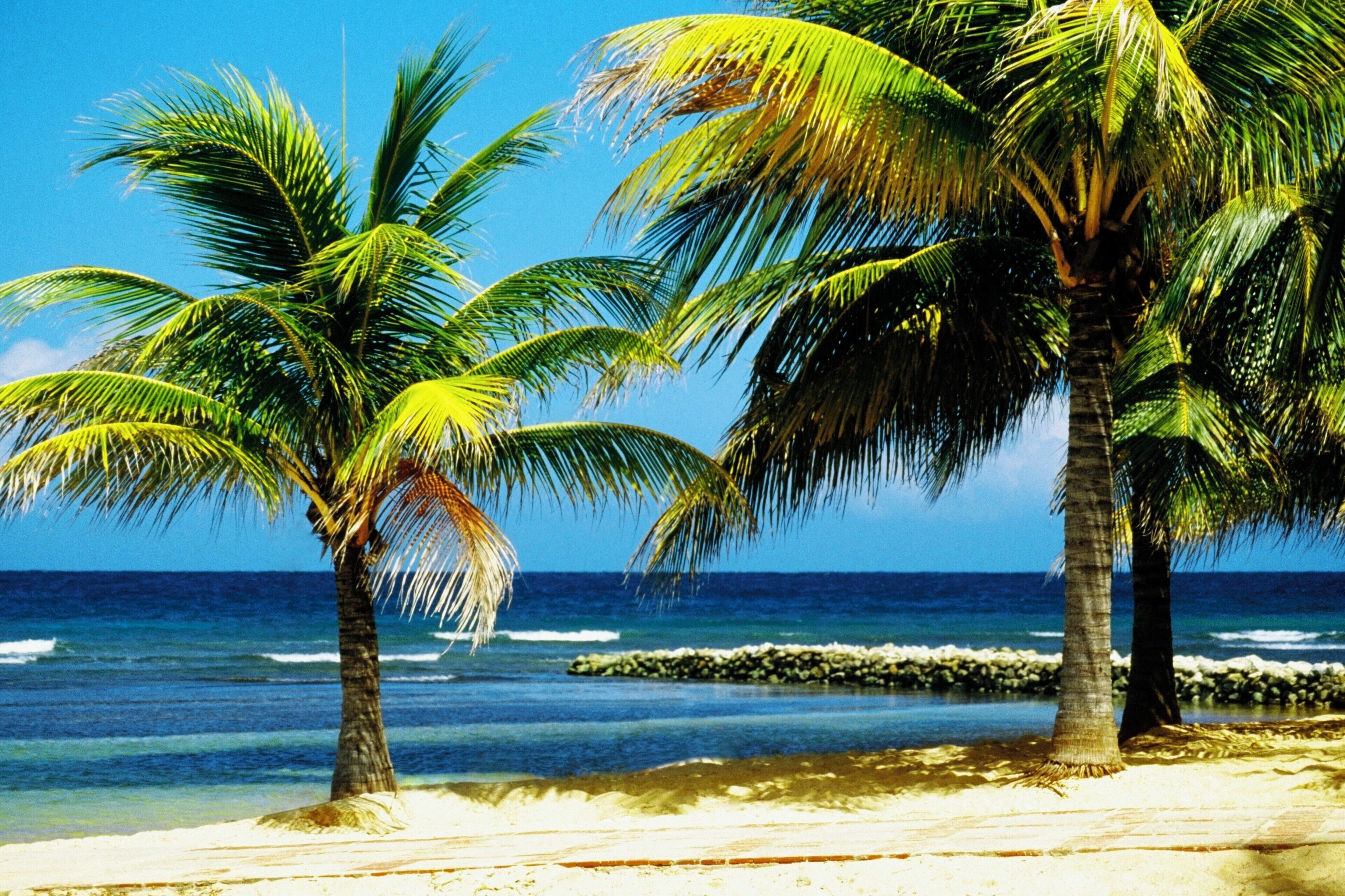A beach with palm trees and the ocean.