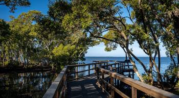 Wynnum Mangrove Boardwalk in Brisbane, Queensland, Australia