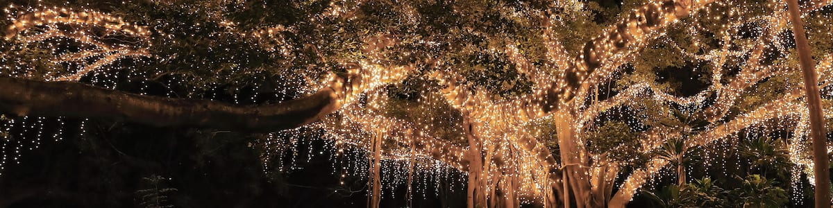 A forest with trees adorned with string lights.