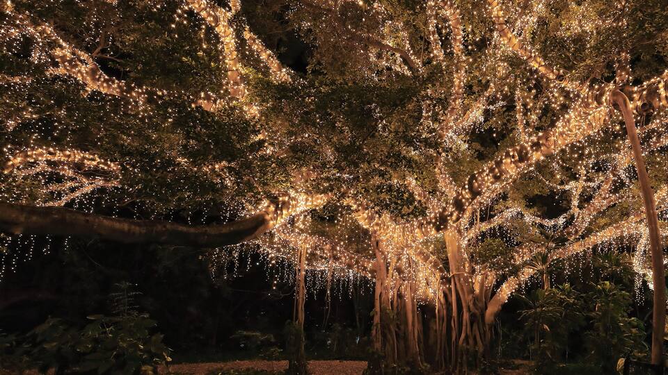 A forest with trees adorned with string lights.