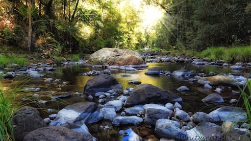 Killarney Glen, within the Scenic Rim of Queensland and part of Qld National Parks is such a beautiful spot. After a steep walk down (feels steeper going back) you come across a wonderful pebble filled creek and azure waters flowing into a heart shaped pool. Here you'll find repellers, overseas tourists and even young backpackers in their underwear because they forgot their swimmers. I just wanted to find it and take a few photos. Take snacks and water. There are facilities nearby. #queensland #hiking