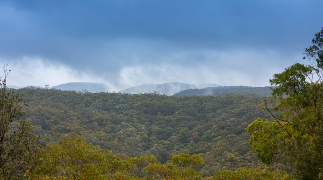 Photograph of mist and low level cloud in Sassafras Gully in Springwood in the Blue Mountains in New South Wales, Australia.
