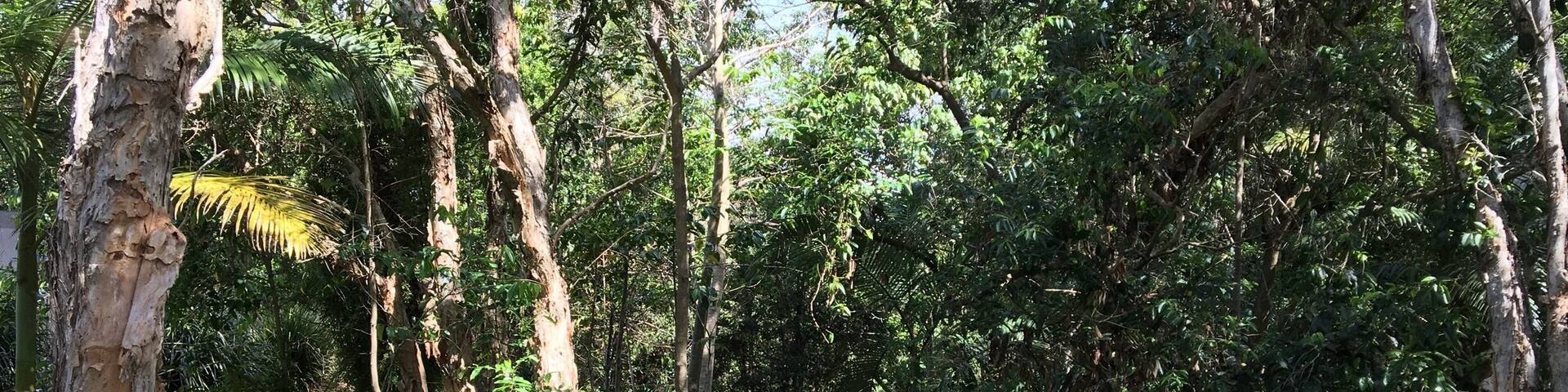Suburban boardwalk over a small wetland area. iPhone 6s