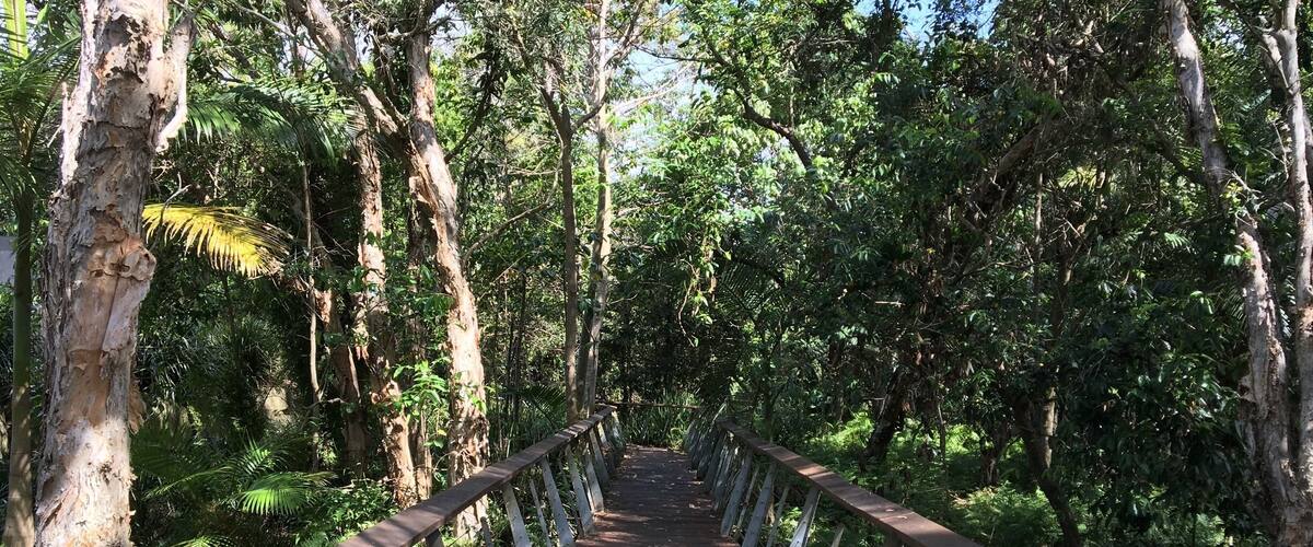 A wooden bridge surrounded by dense forest.
