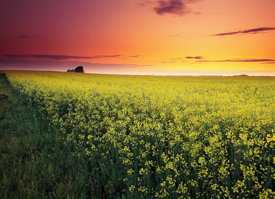 Canola Field Near Sherwood Park Alberta, Canada