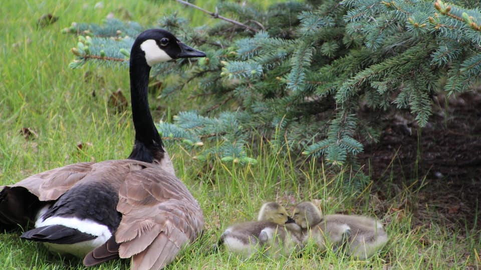 A goose with goslings in a grassy area with a coniferous tree.