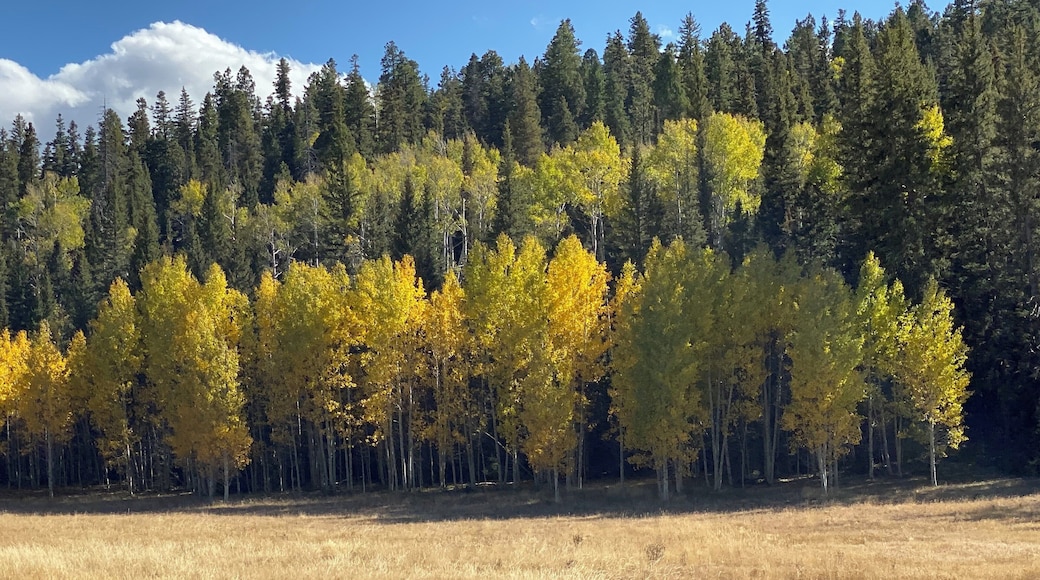 Road heading into North Rim of Grand Canyon National Park
