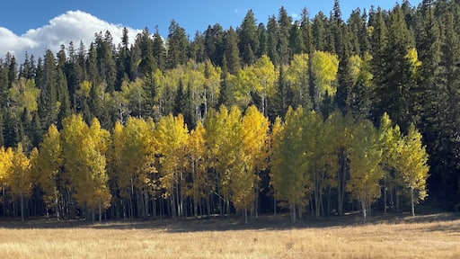 Road heading into North Rim of Grand Canyon National Park