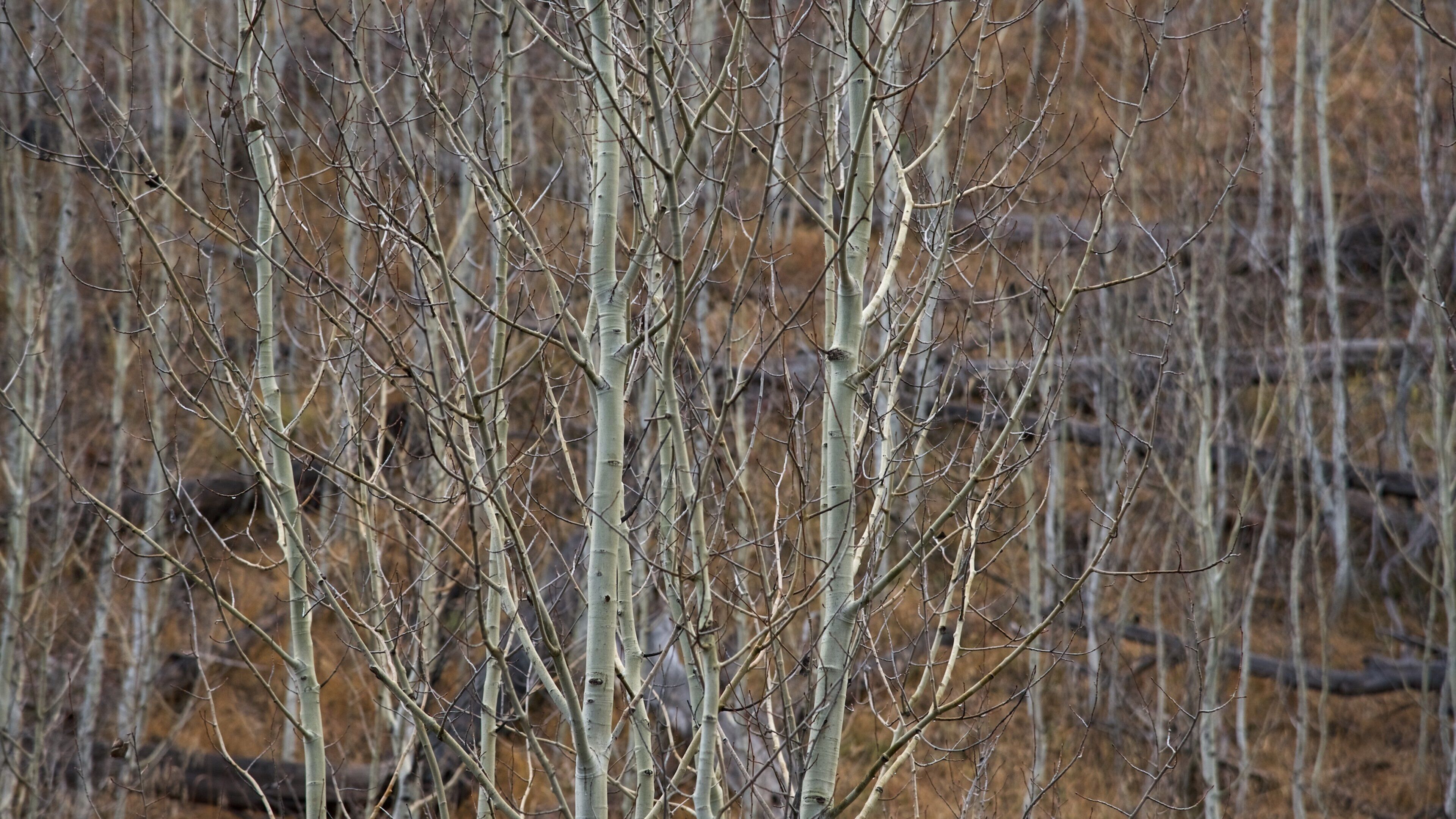 North Rim which includes forests