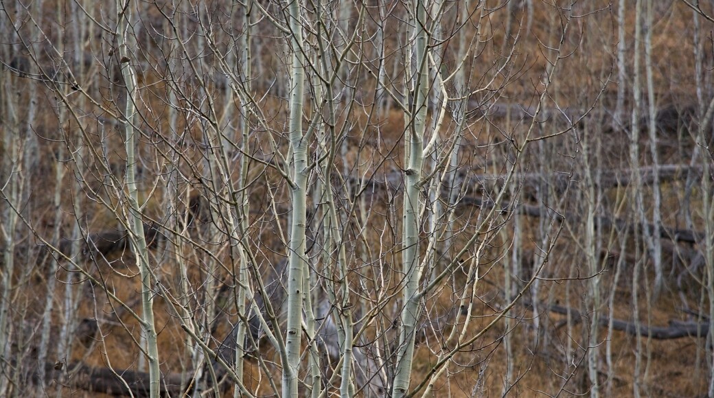North Rim which includes forests