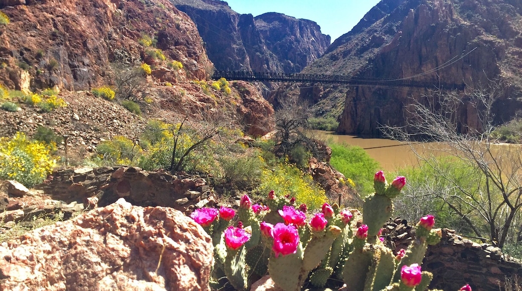 Spring is a great time of the year for a canyon hike! The spring cacti are blooming, no snow on the trail and the heat is much more tolerable than in summer months. we visited the park a couple weeks ago and actually required a light jacket and pants in the am and late evening.