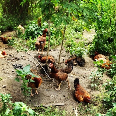 If you passing by Kuang, stop by at the free range chicken farm and enjoy their chicken rice. This is an organic farm so the price is a little steeper than usual. Their chicken is super delicious. Free of antibiotics and growth hormone. Ask around for Aryan Farm at Lorong Dato Abu Bakar, batu 20, Kuang, Selangor.