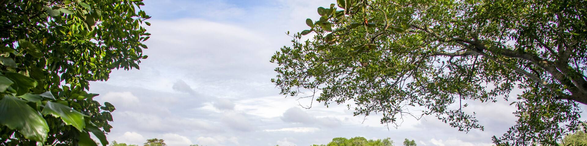 The Mangrove Forest, and bird observation hide in Sungei buloh Wetland Reserve Singapore, the view from one bird observation hide. An important stop-over point for migratory birds.