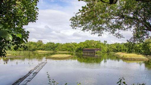 The Mangrove Forest, and bird observation hide in Sungei buloh Wetland Reserve Singapore, the view from one bird observation hide. An important stop-over point for migratory birds.