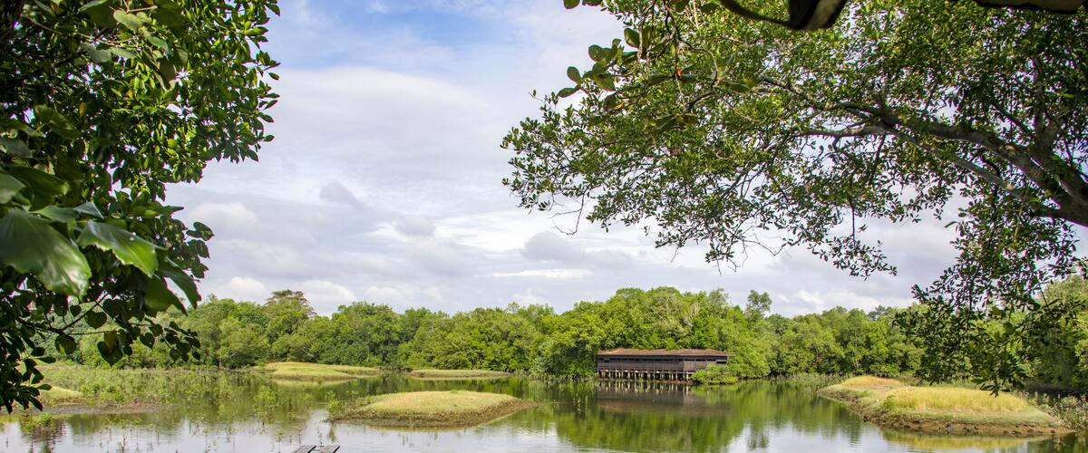 A calm lake with a wooden dock extending into the water, surrounded by lush greenery and trees.