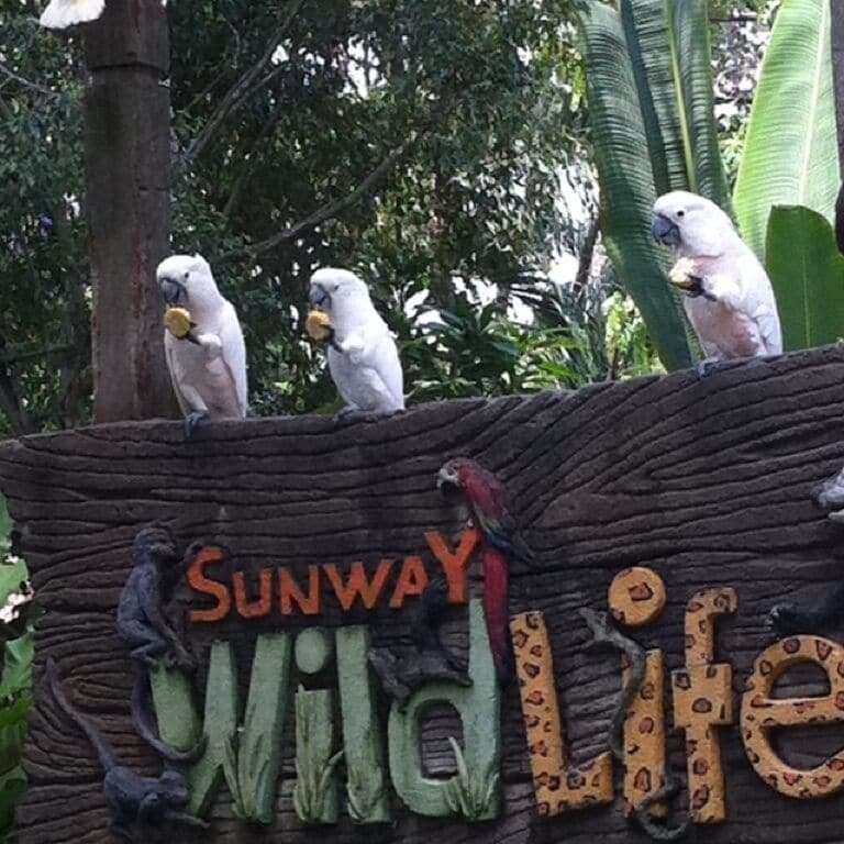 Wild Life Park. The parrots are having their lunch together.