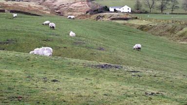 A hillside with sheep grazing, a white house, and a wind turbine in the background.