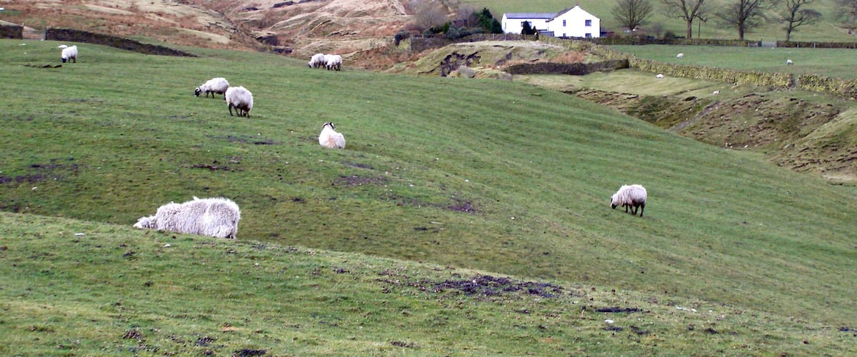 A hillside with sheep grazing, a white house, and a wind turbine in the background.