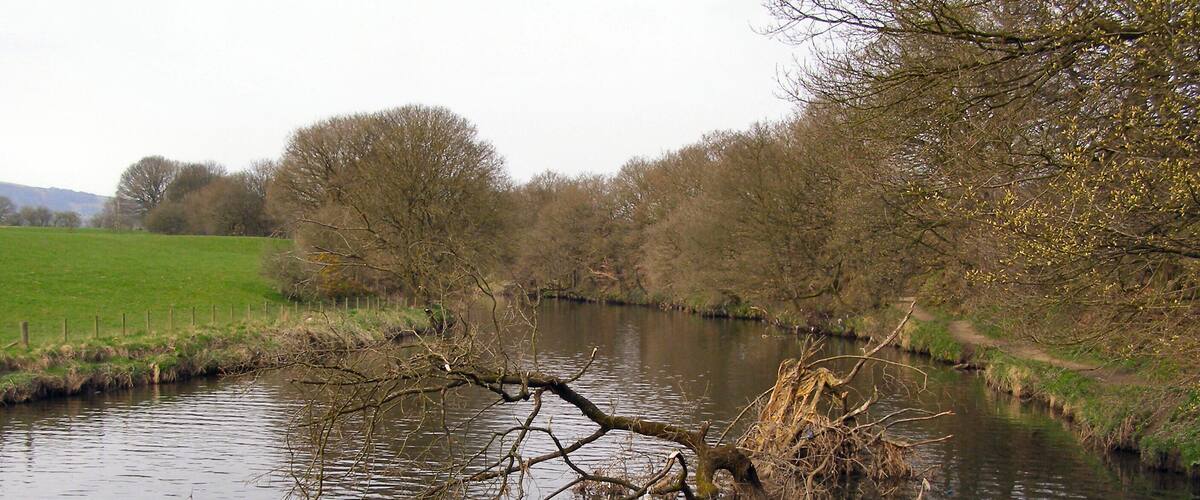 A river with a fallen tree in the water, surrounded by trees and a grassy field.