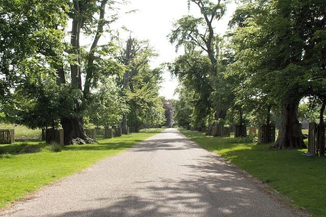 The main drive through Dunham Park (Dunham Massey)