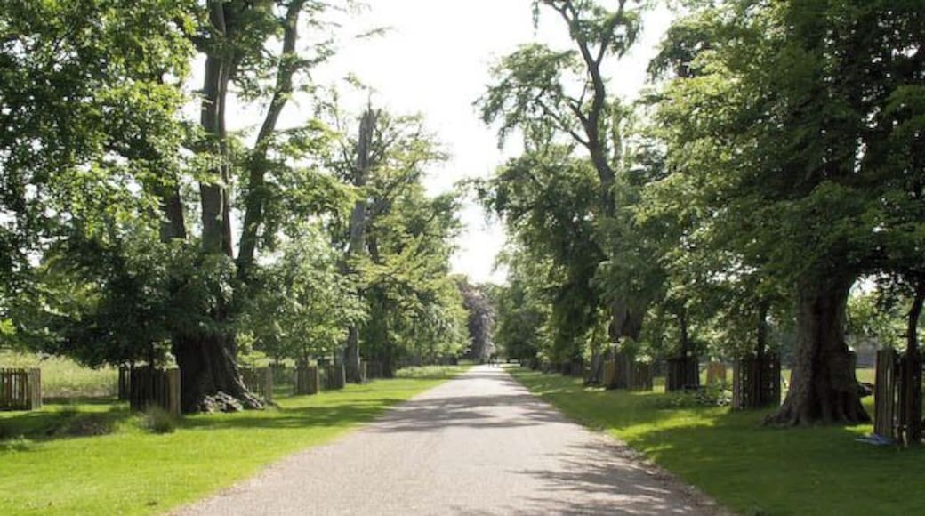 The main drive through Dunham Park (Dunham Massey)