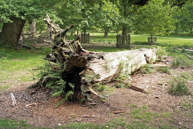 Fallen tree, Dunham Park When large trees in the parkland at Dunham Massey are felled or fall over, they are left to rot, proving important wildlife habitats.