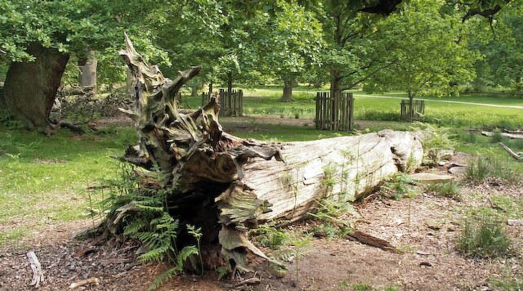 Fallen tree, Dunham Park When large trees in the parkland at Dunham Massey are felled or fall over, they are left to rot, proving important wildlife habitats.