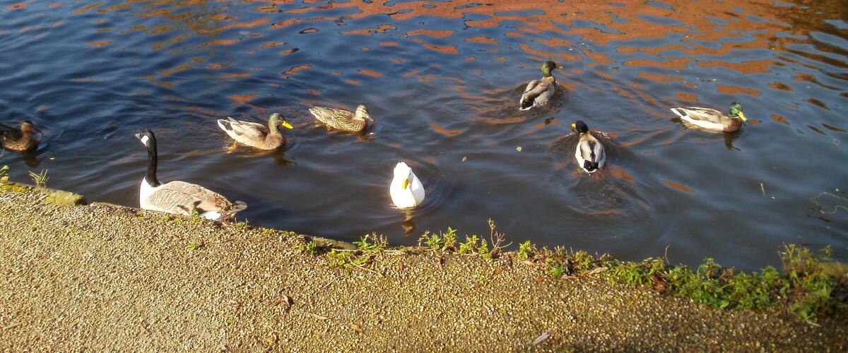 A pond with ducks swimming.