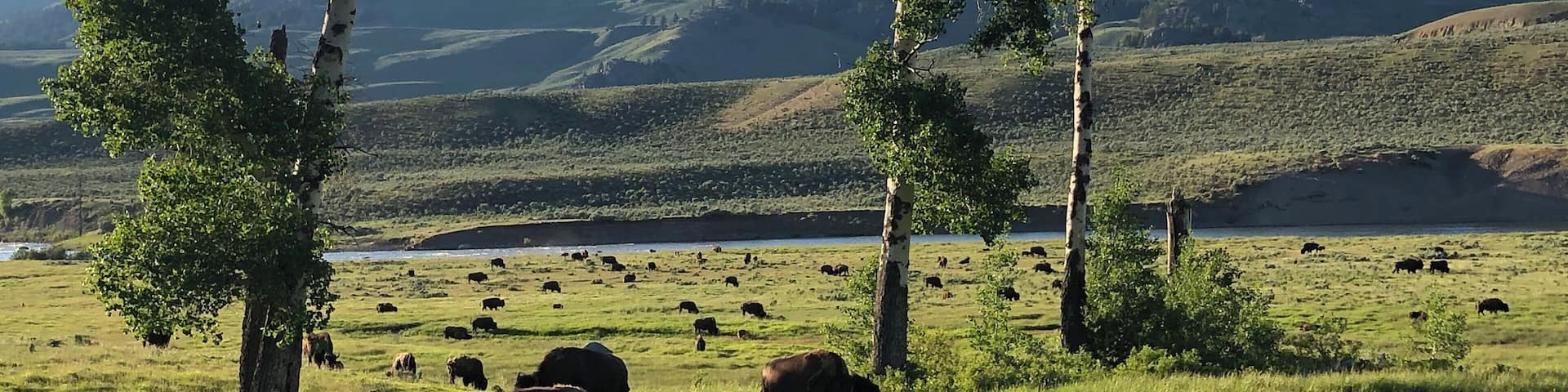 A grassy field with grazing cattle and tall trees, with mountains in the background.