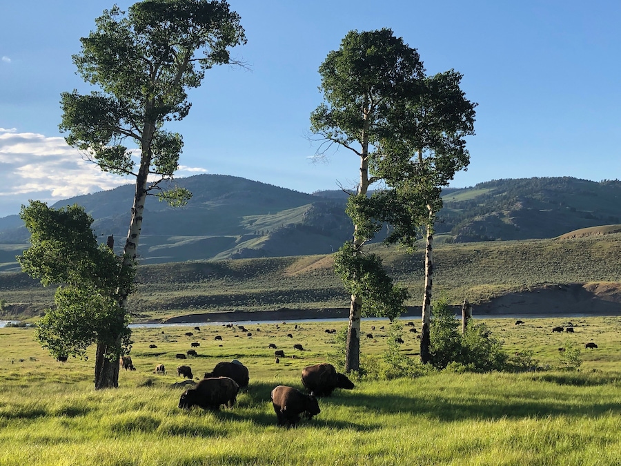 A grassy field with grazing cattle and tall trees, with mountains in the background.