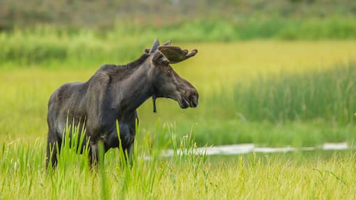 Male Moose in Polecat Creek. Flagg Ranch, Wyoming