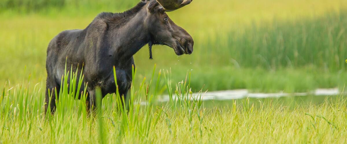 A moose in a grassy field with a blurred background.