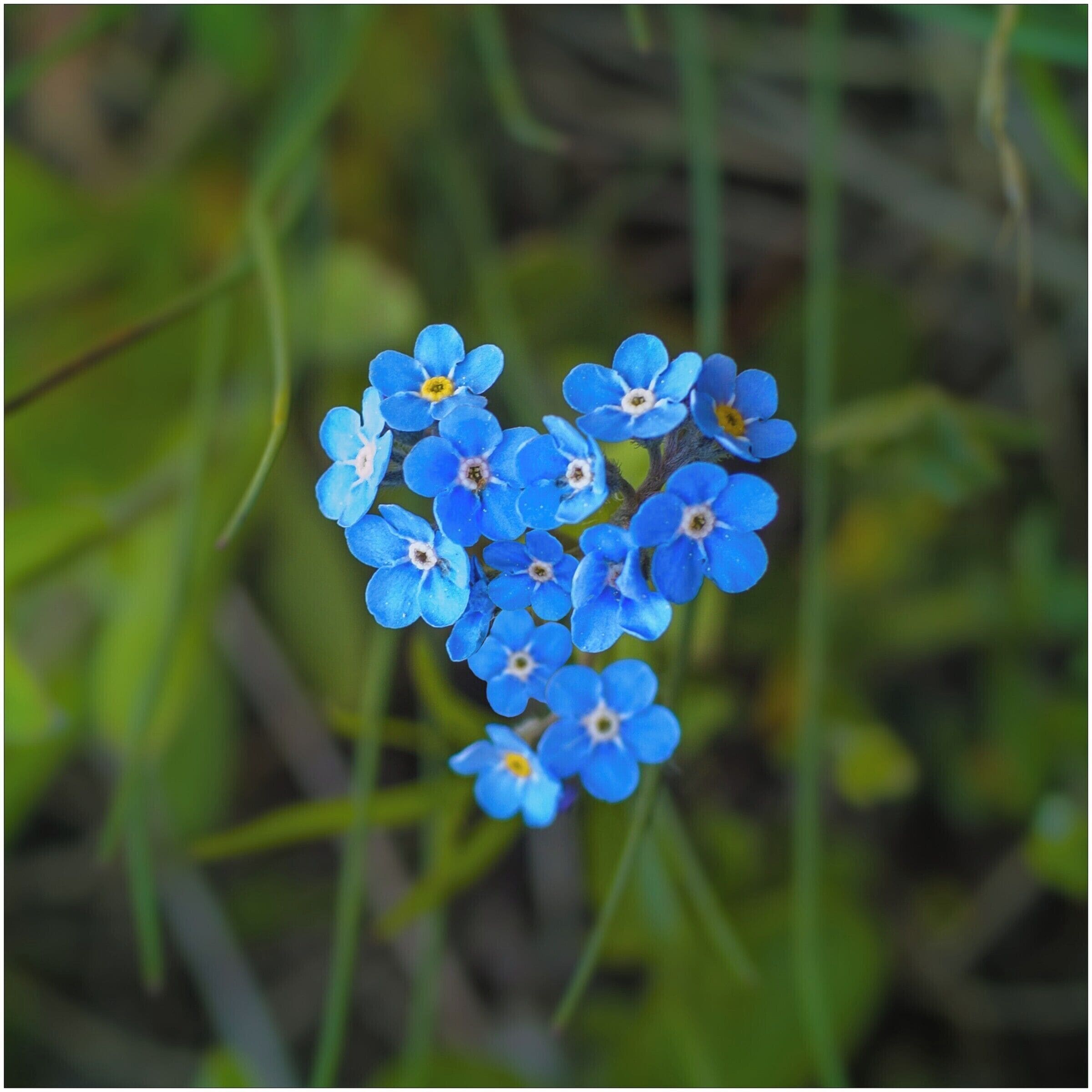 Forget-me-not, please