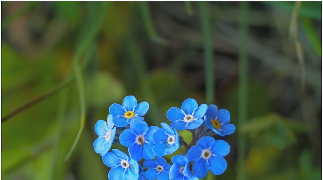 Forget-me-not, please