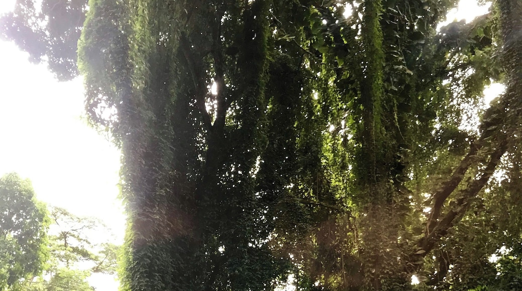 Through the jungle in Tahiti, French Polynesia.