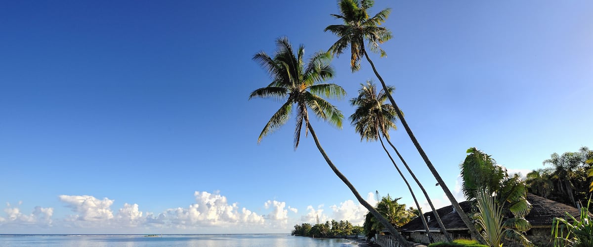 A beach with palm trees, a clear blue sky, and a calm sea.