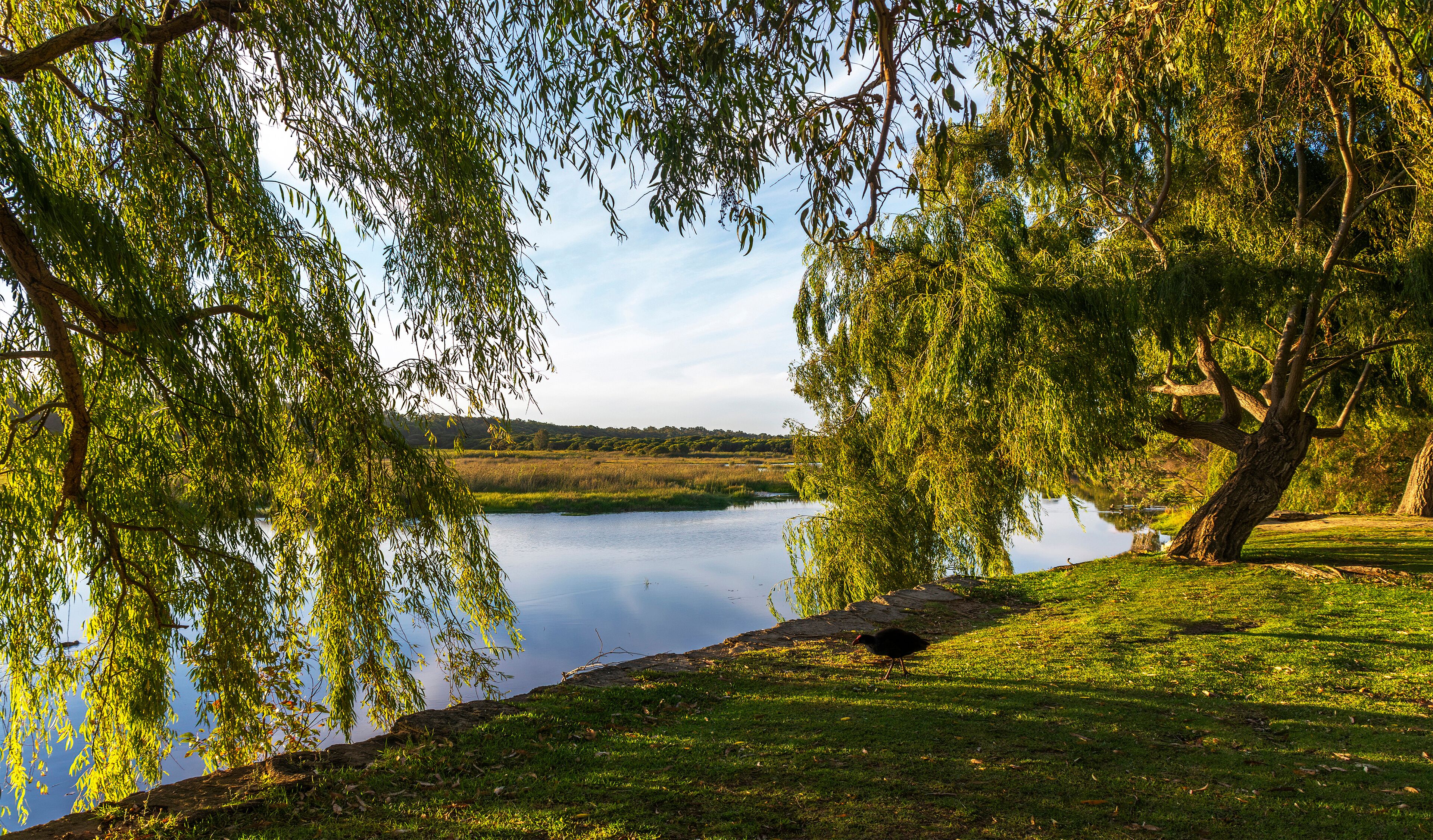 Loch McNess Lake in Yanchep National Park, City of Wanneroo, Perth, Western Australia