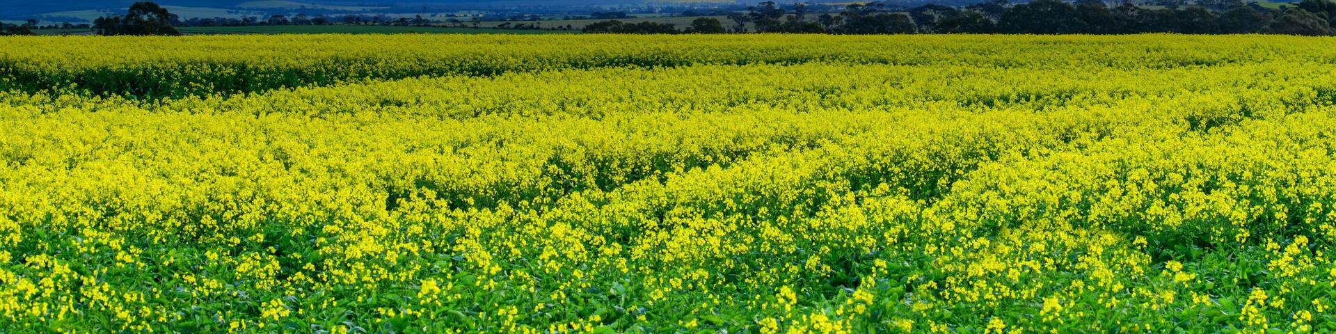 A field of yellow flowers with mountains in the background under a cloudy sky.