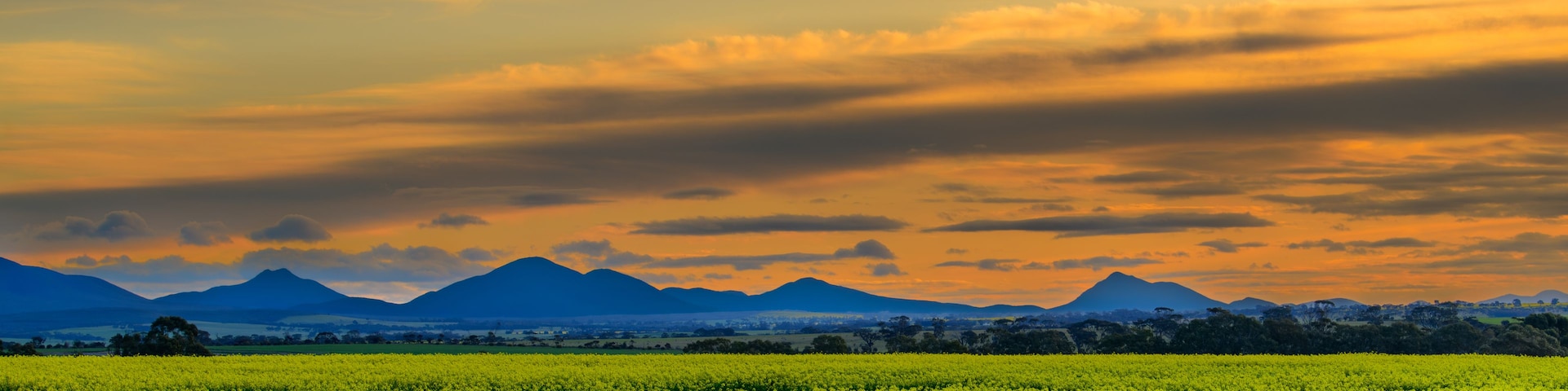 Um campo de flores amarelas com montanhas ao fundo sob um céu nublado.