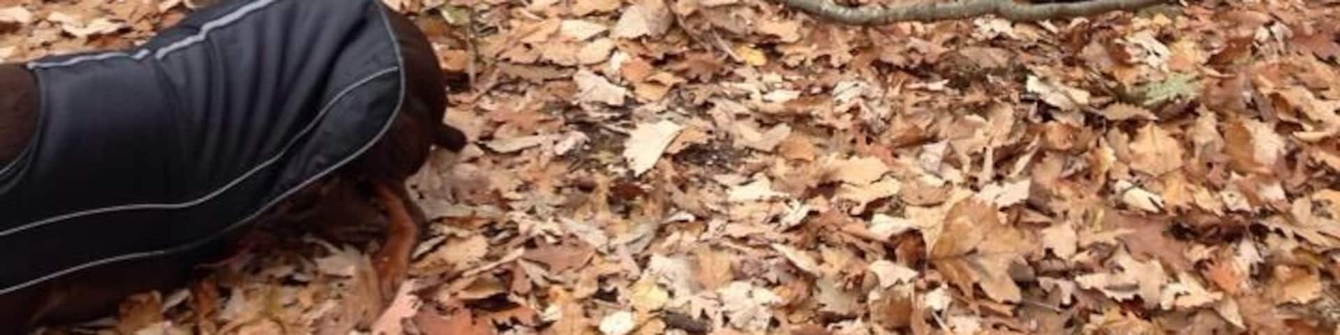 Blue Boulder located on the blue trailhead.
53 Park Ln Woodbridge CT 06525-2026 United States