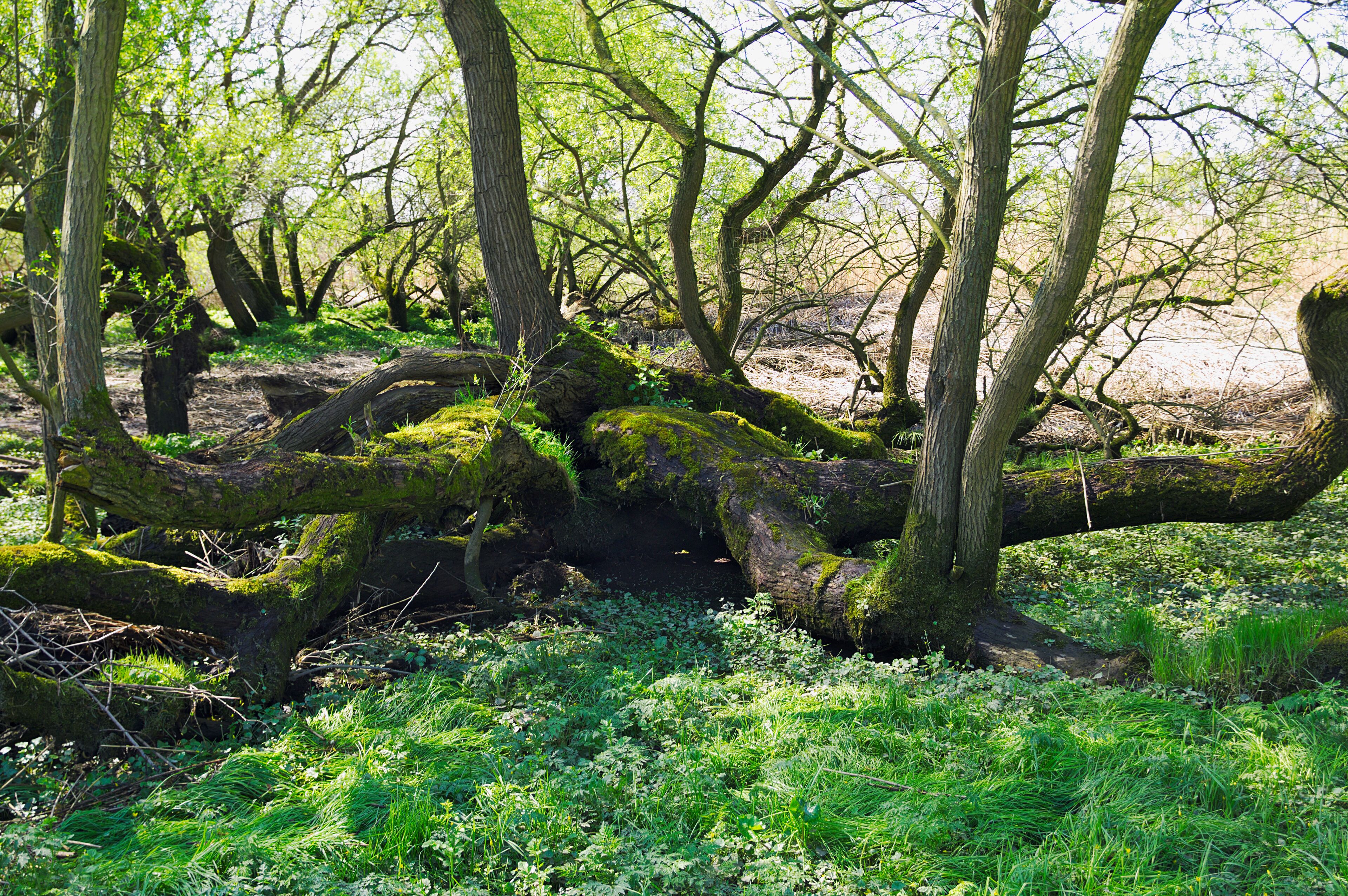 Baum im NSG Heuckenlock in Hamburg