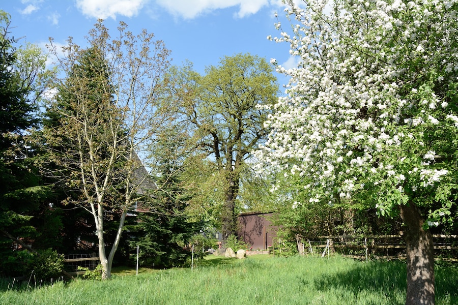 A lush green field with a variety of trees, including a prominent white flowering tree.