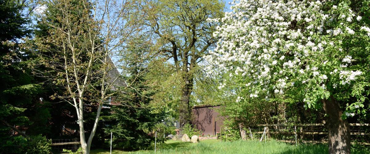 A lush green field with a variety of trees, including a prominent white flowering tree.